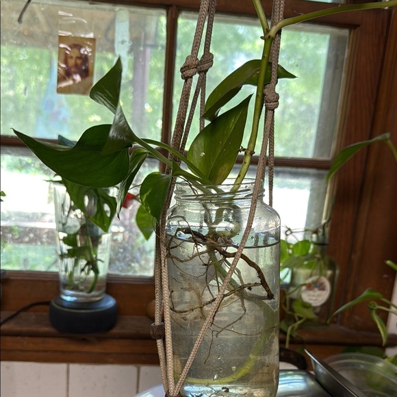 Pothos green and healthy Set of 2 long strands. Ready to plant-rooted - Picture 2 of 8
